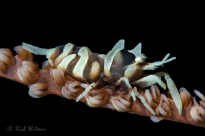 Commensal Shrimp on a sea whip.  D300/Inon Strobes/105mm ... by Richard Witmer 